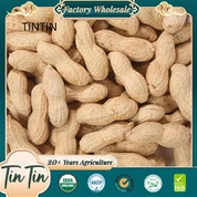 Выдающееся качество китайского жареного арахиса в скорлупе